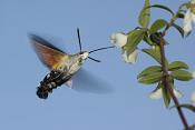 meekrapvlinder (macroglossum stellaratum)